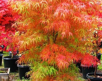 May include: A vibrant Japanese maple tree with red and green foliage in autumn. The tree is potted and surrounded by other trees in a nursery setting.