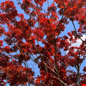 Shojo Japanese Maple Tree (Acer Palmatum &#39;Shojo&#39;) Seeds - NEW FOR FALL 2024