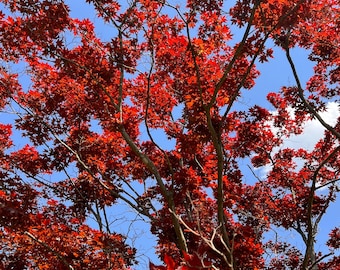 Shojo Japanese Maple Tree (Acer Palmatum 'Shojo') Seeds - NEW FOR FALL 2025