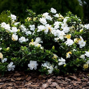 Gardenia Cape Jasmine Plant Gardenia Jasminoides Zaden afbeelding 1