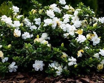 Semillas de la planta de jazmín del Cabo (Gardenia jasminoides)