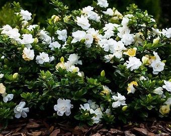 Gardenia Cape Jasmine Plant (Gardenia Jasminoides) Seeds