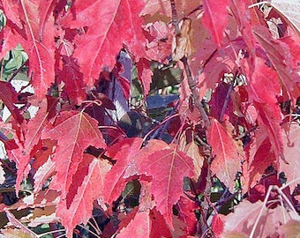 Turkestan Shrub Maple (Acer Tataricum subsp. Semenovii) Seeds