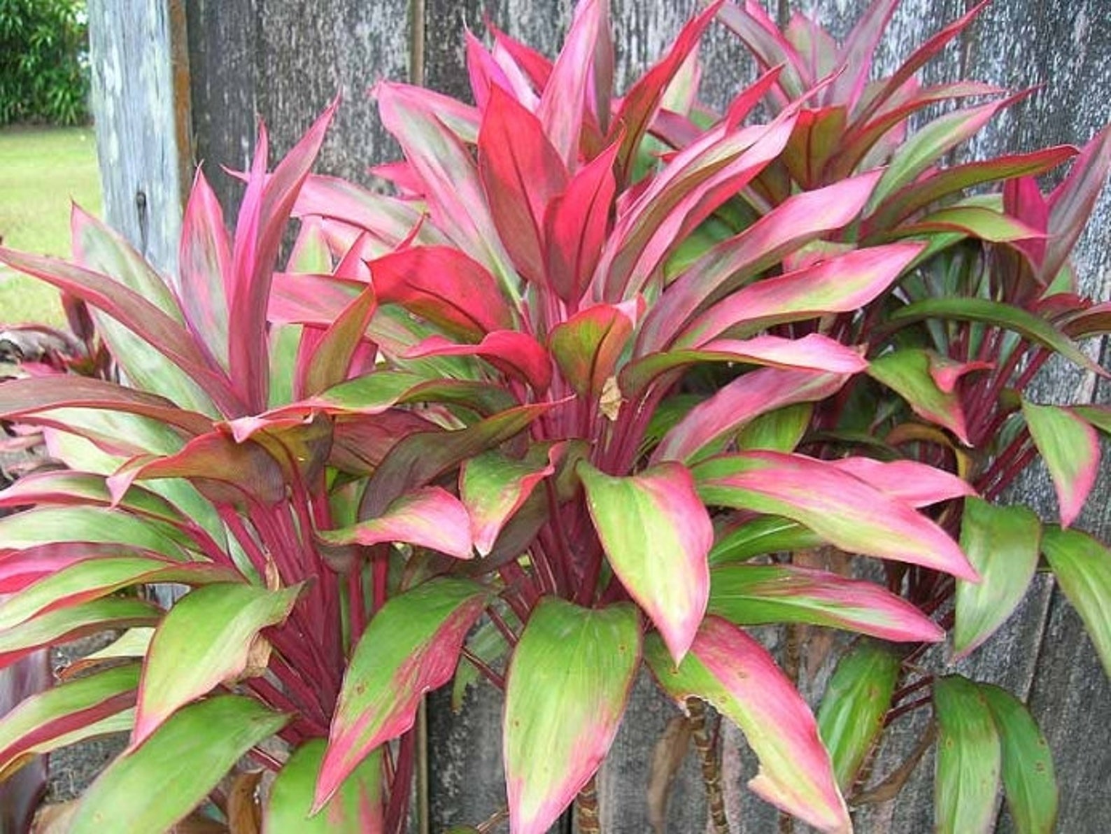 Singapore Twist Cordyline Ti Plant Seeds - Etsy