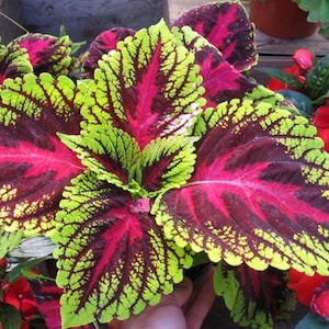 Coleus Rainbow Flower (Plectranthus Scutellarioides) zaden