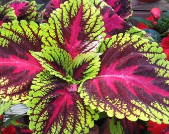 Semillas de flor de arcoíris de Coleus (Plectranthus scutellarioides)