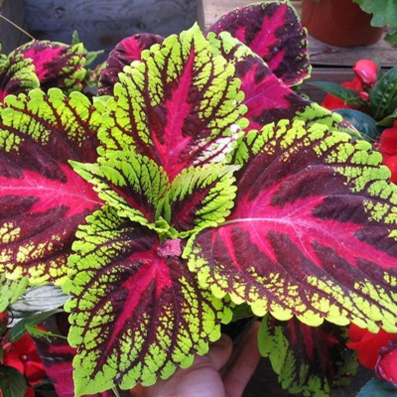 Coleus Rainbow Flower Plectranthus Scutellarioides Seeds image 1