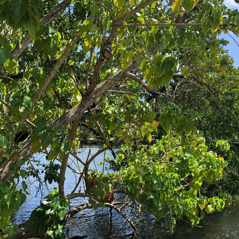 Rosewood Tulip Tree Thespesia Populnea Seeds image 3