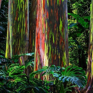 Rainbow Eucalyptus Tree (Eucalyptus Deglupta) Seeds