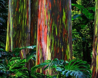 Semillas de eucalipto arco iris (Eucalyptus deglupta)