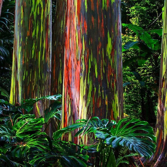 Rainbow Eucalyptus Tree eucalyptus Deglupta Seeds Etsy