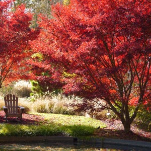Sherwood Flame Japanese Maple Tree (Acer Palmatum &#39;Sherwood Flame&#39;) Seeds - NEW FOR FALL 2024