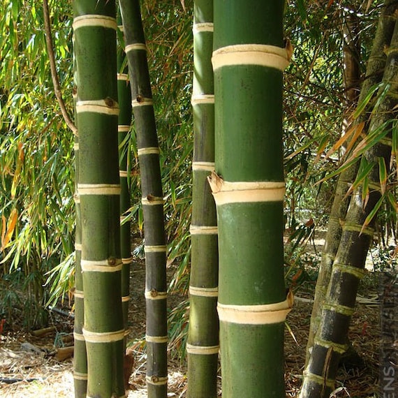 巨大なトゲ竹（Bambusa Arundinacea）の種子 - Etsy 日本