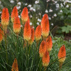 Red Hot Poker Ornamental Grass Kniphofia Uvaria Seeds image 2