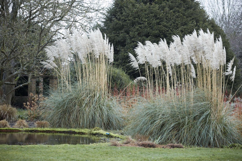 White Pampas Ornamental Grass Cortaderia Selloana 'Alba' Seeds image 2