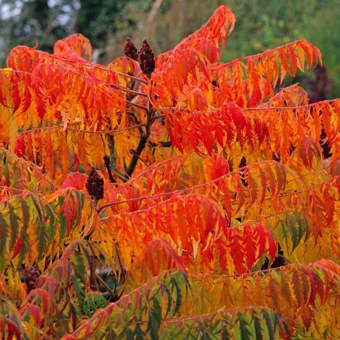 Flameleaf Sumac Tree rhus Lanceolata Seeds Etsy