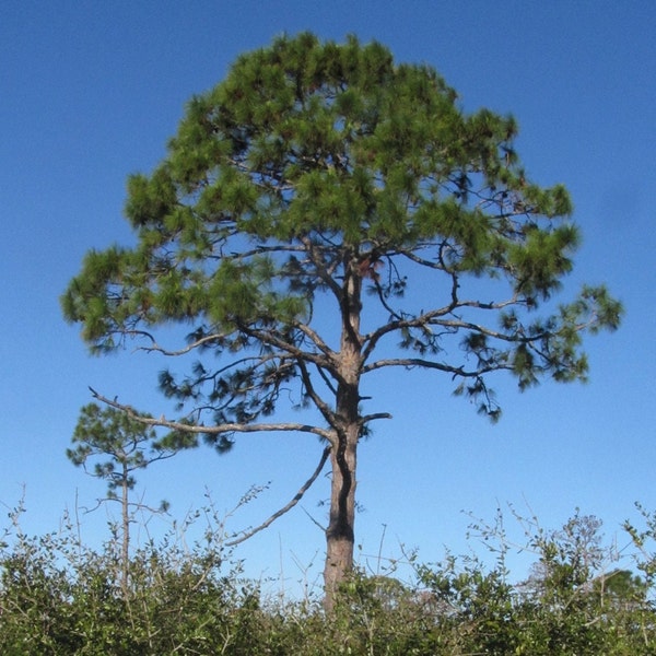 Slash Pine Tree (Pinus Elliottii) Seeds