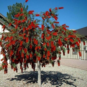 Bottlebrush Tree Melaleuca Citrina 'Pendula' Seeds image 1