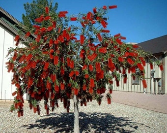 Könnte beinhalten: Ein roter Flaschenbürstenbaum mit leuchtend roten Blüten in voller Blüte. Der Baum steht in einem Garten mit einem Kiesboden und einem weißen Gebäude im Hintergrund.