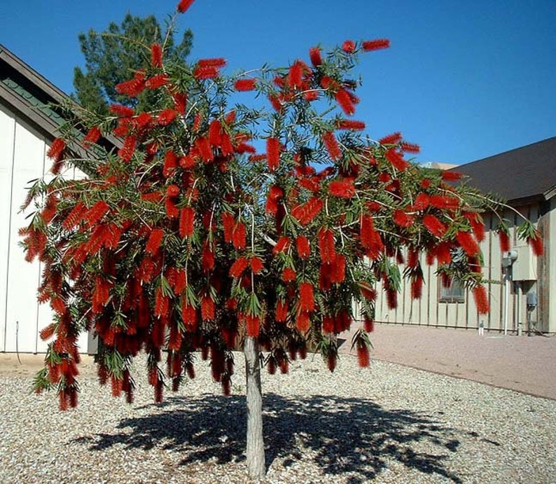 Bottlebrush Tree Melaleuca Citrina 'Pendula' Seeds image 1