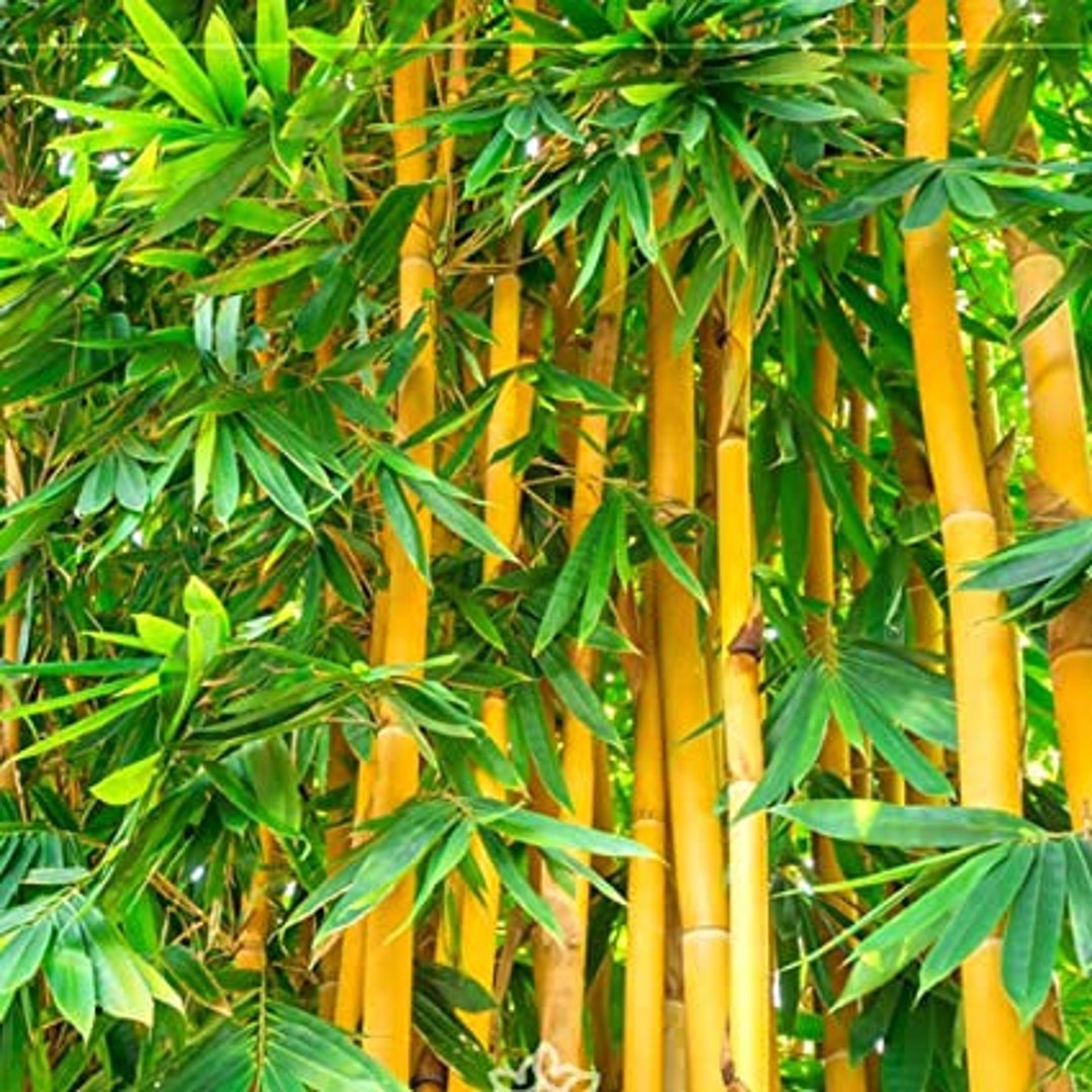 been Potentieel Dijk Gouden Bamboe Plant Zaden - Etsy Nederland