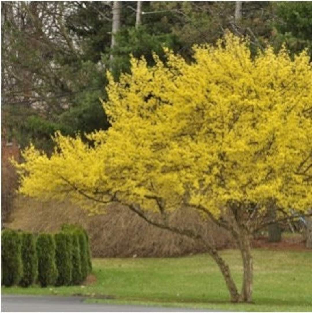 Cornelian Cherry Dogwood Tree cornus Mas Seeds Etsy