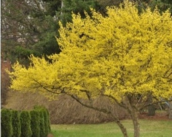 Cornelian Cherry Dogwood Tree (Cornus Mas) Seeds