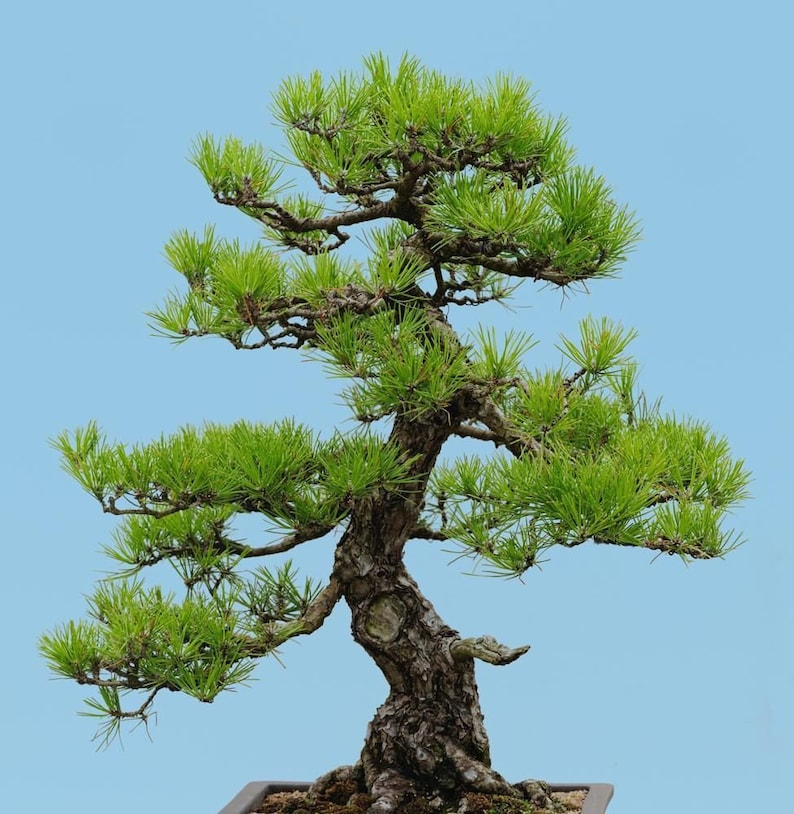 Japanese Black Pine Tree Pinus Thunbergii Seeds image 4