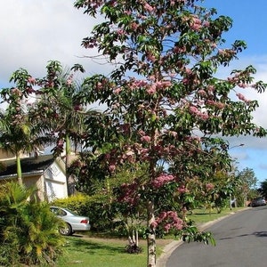 Sementes de árvore Evodia rosa (Melicope Elleryana)