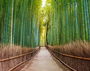 Moso Bamboo (Phyllostachys Edulis) Seeds