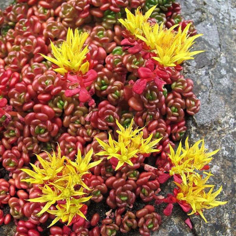 Puede incluir: Primer plano de una planta suculenta con peque&ntilde;as hojas redondas rojas y flores amarillas en forma de estrella.