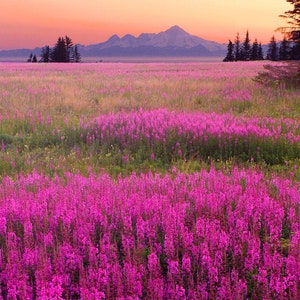 Fireweed Flower (Epilobium Angustifolium) Seeds
