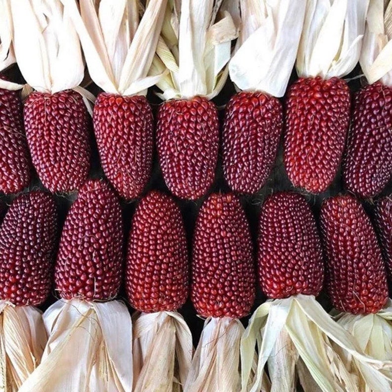 Organic Strawberry Corn Plant Zea Mays 'Strawberry' Seeds image 1