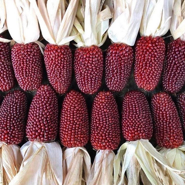 Organic Strawberry Corn Plant (Zea Mays 'Strawberry') Seeds