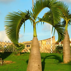Bottle Palm Tree Hyophorbe Lagenicaulis Seeds LIMITED BATCH image 3