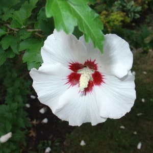 White Rose of Sharon Hibiscus Flower (Hibiscus Syriacus) Seeds