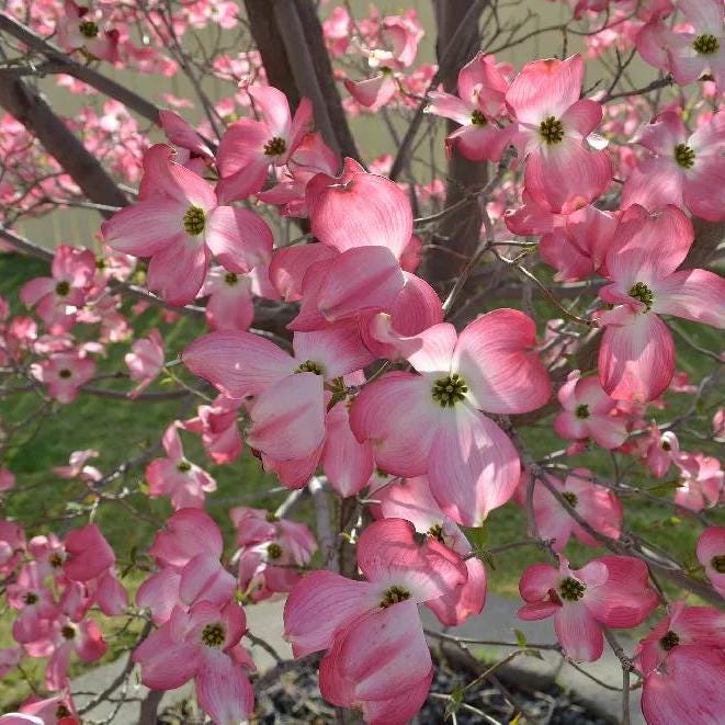 Cherokee Sunset Flowering Dogwood Tree (Cornus Florida 'Cherokee Sunset') Seeds - NEW FOR FALL 2024