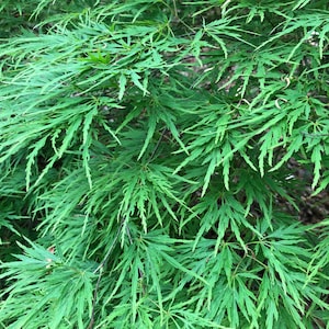 Waterfall Japanese Maple Tree (Acer Palmatum &#39;Waterfall&#39;) Seeds - LIMITED BATCH