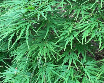 Semillas de arce japonés en cascada (Acer Palmatum 'Waterfall') - LOTE LIMITADO