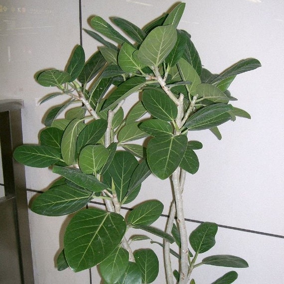 Banyan Tree (ficus Benghalensis) Seeds - Etsy
