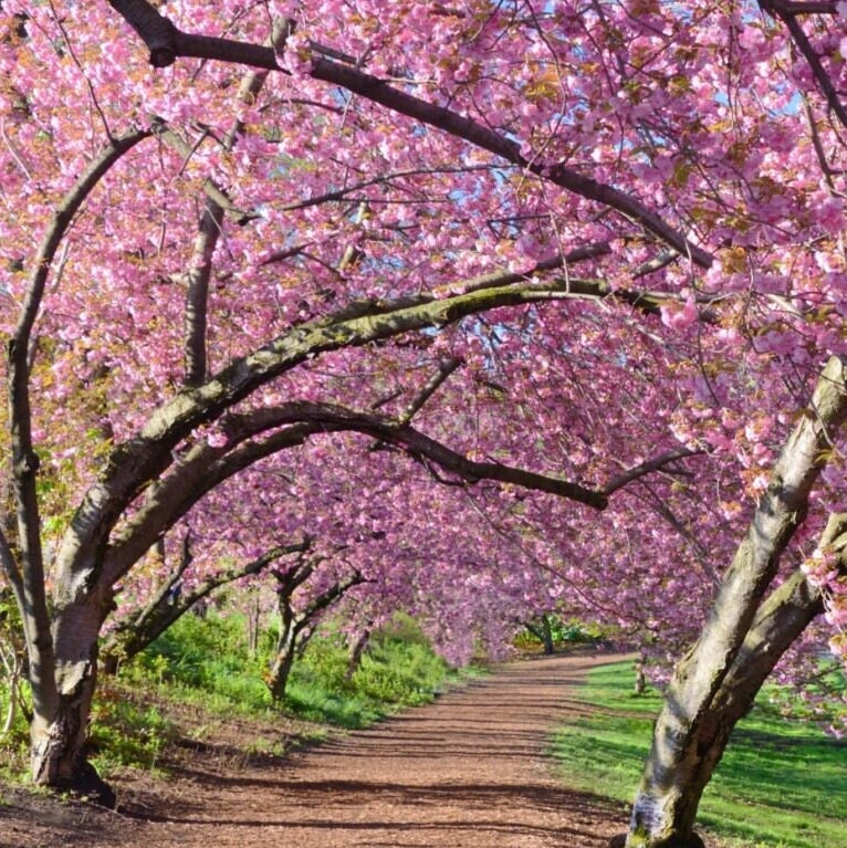 Kwanzan Japanese Flowering Cherry Tree prunus Serrulata Etsy Canada