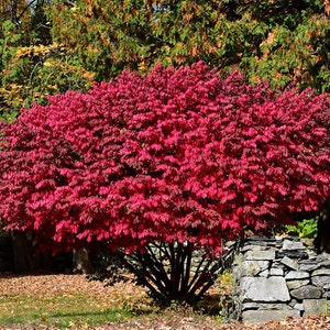 European Spindle Tree Euonymus Europaeus Seeds image 3