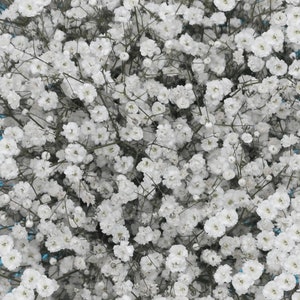 Covent Garden Ornamental Groundcover (Gyphsophila Repens) Seeds