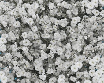 Covent Garden Ornamental Groundcover (Gyphsophila Repens) Seeds