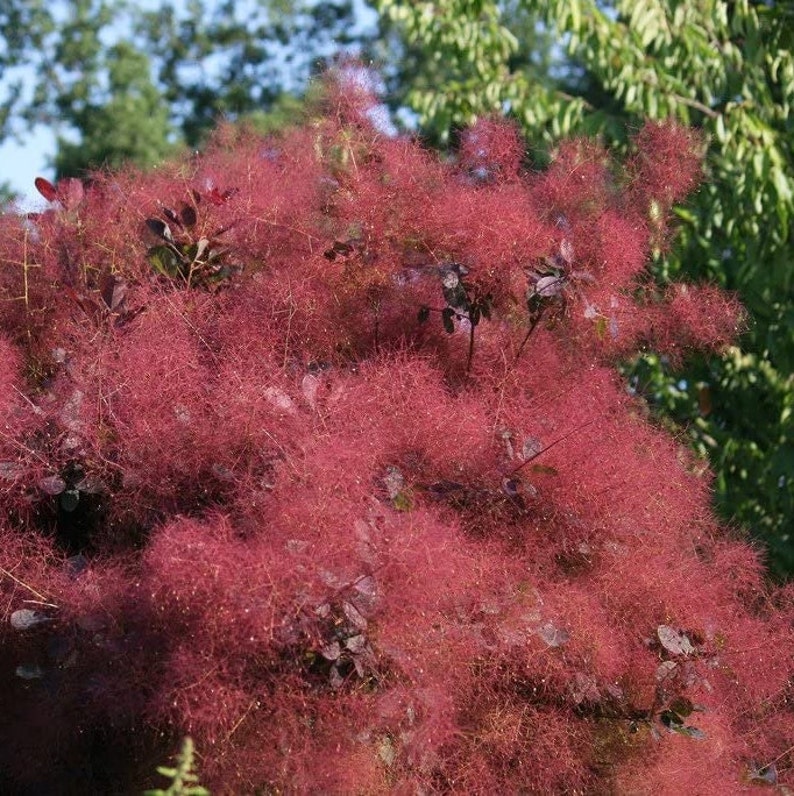 Smoke Tree Cotinus Coggygria Seeds image 2