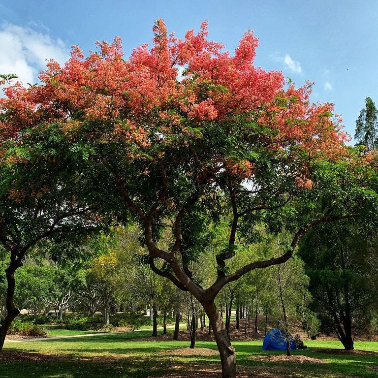 Rainbow Shower Tree cassia Javanica Seeds Etsy
