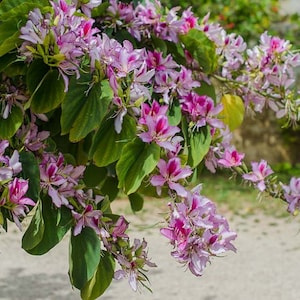 Pink Orchid Tree Bauhinia Monandra Seeds image 1