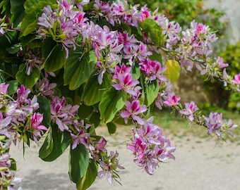 Pink Orchid Tree (Bauhinia Monandra) Seeds