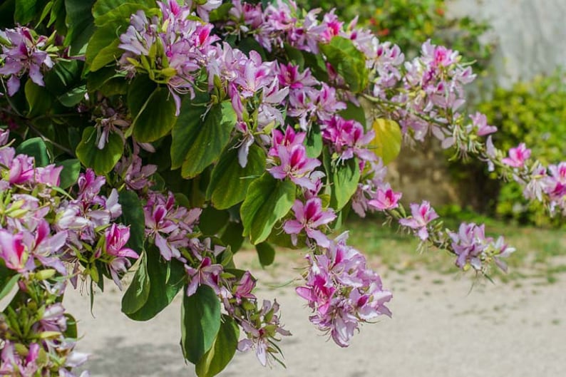 Pink Orchid Tree Bauhinia Monandra Seeds image 1