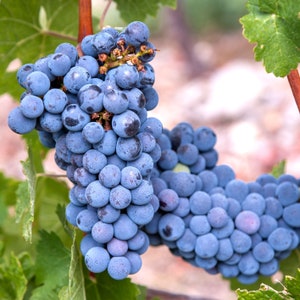 Sementes de planta de uva para vinho comum (Vitis Vinifera)